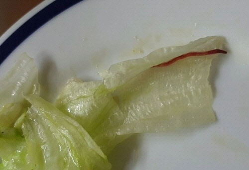 벌레 나온 양상추[연합뉴스]